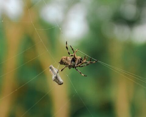 उत्सव | अरुण कमल