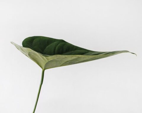 शायक आलोक की कविता