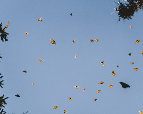 कविता : काव्य गुरु कमल जीत चौधरी कविता