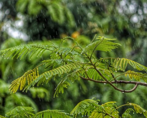 कविता : टूटती धार