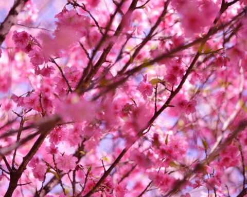 कविता : एक लोक गीत की अनुकृति