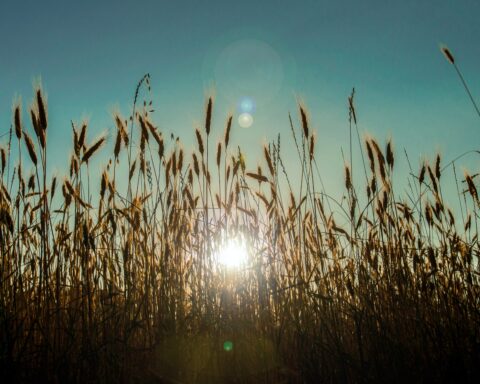 केदारनाथ सिंह की कविता