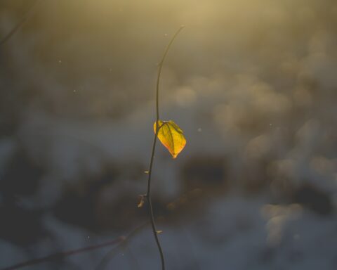 कविता : आज मैं अकेला हूँ