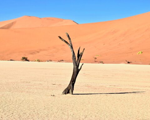 कविता : एक मुर्दे का बयान श्रीकांत वर्मा