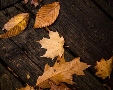 कविता : सुनो चारुशीला