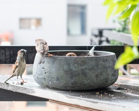 कविता : एक तुम्हारा होना