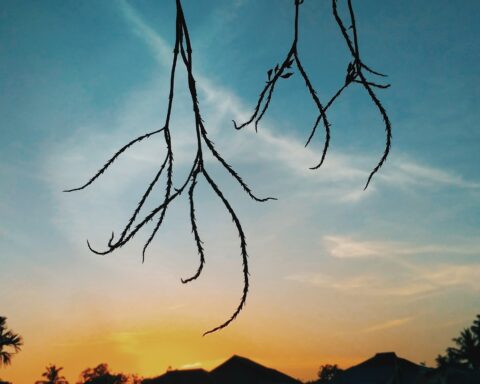 ग़ज़ल : अपनी मंज़िल से जा लगा कोई