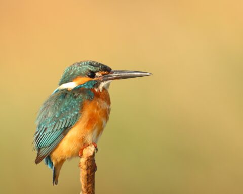 कविता : एक नया अनुभव