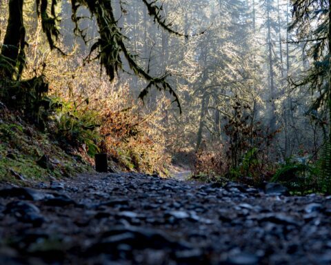 शशांक मुकुट शेखर की कविताएँ