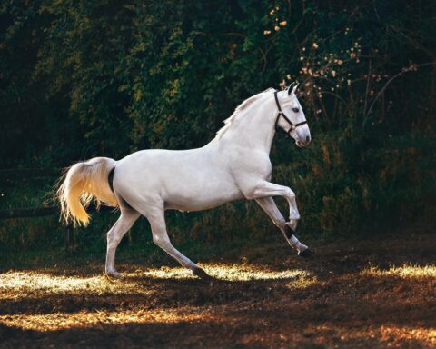 धूमिल की अंतिम कविता