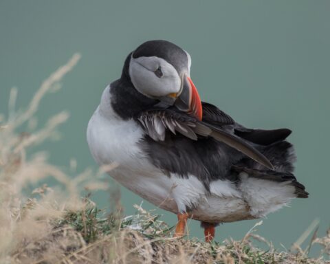 कविता : कुमार विजय गुप्त की