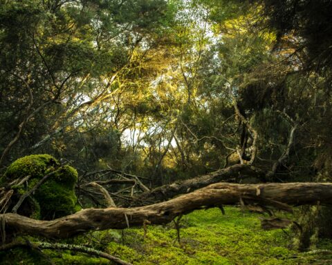 कविता : सतपुड़ा में घने जंगल