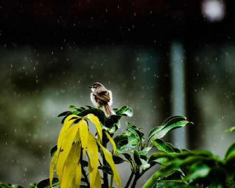 क्षीण ध्वनि