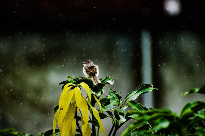 क्षीण ध्वनि