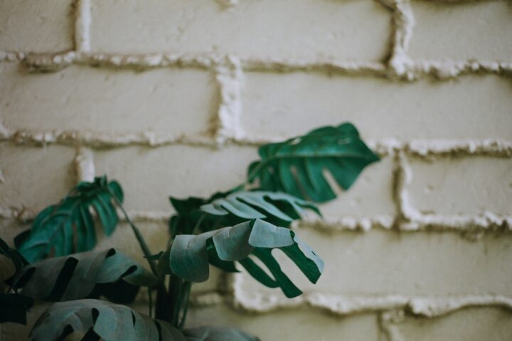 डॉ मालिनी गौतम