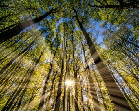 श्रीविलास सिंह