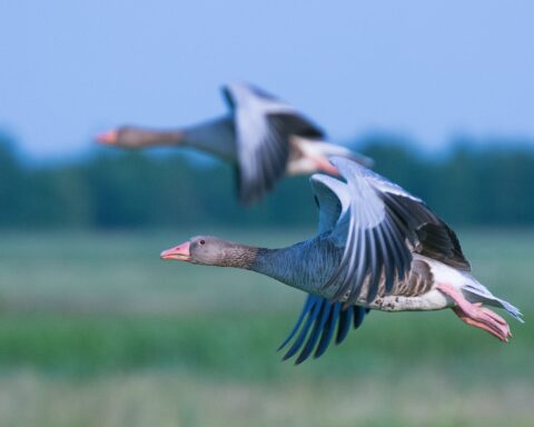 मेरी ऑलिवर |